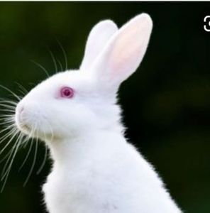 Meet your Posher, Sainaa